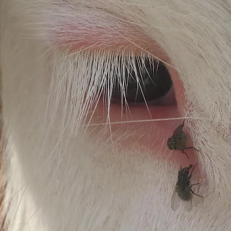 Boutique Appartments Gerlosperle 4* 盖洛斯