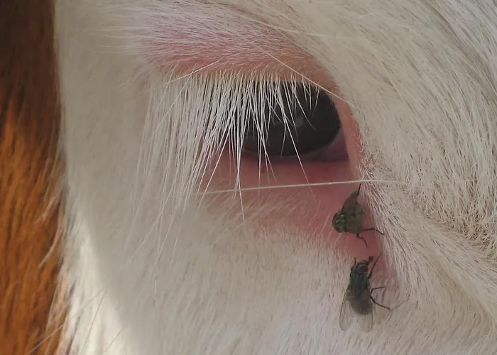 Boutique Appartments Gerlosperle 4* Gerlos