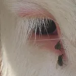 Boutique Appartments Gerlosperle 4* 盖洛斯